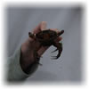 Crabbing